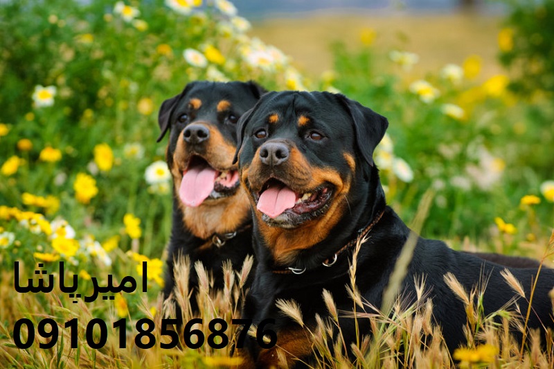  خرید یک روتوایلر اروپایی/آمریکایی سالم، اصیل و قابل اعتماد — با قرارداد رسمی